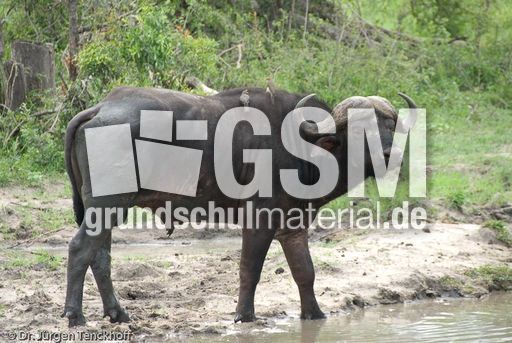 Afrikanischer Büffel (47 von 102).jpg